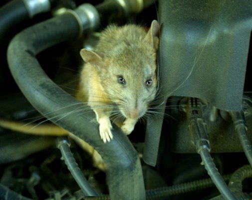 Tác hại của chuột đối với ô tô 1